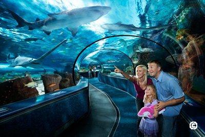 Ripley’s Aquarium – Explore and Adore image thumbnail
