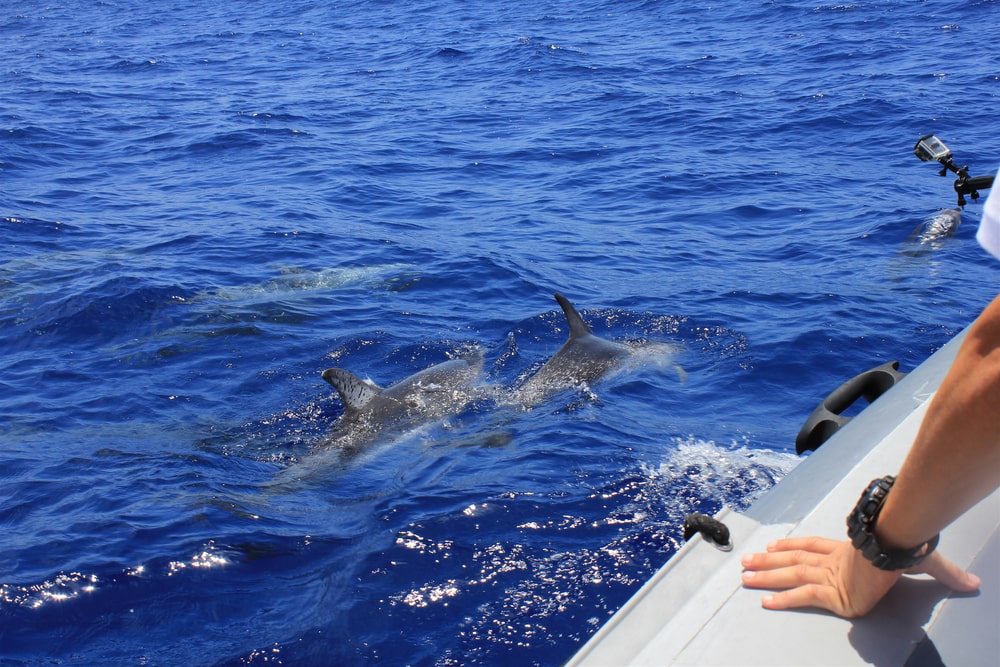 9 Best Dolphin Cruises Around Myrtle Beach image thumbnail